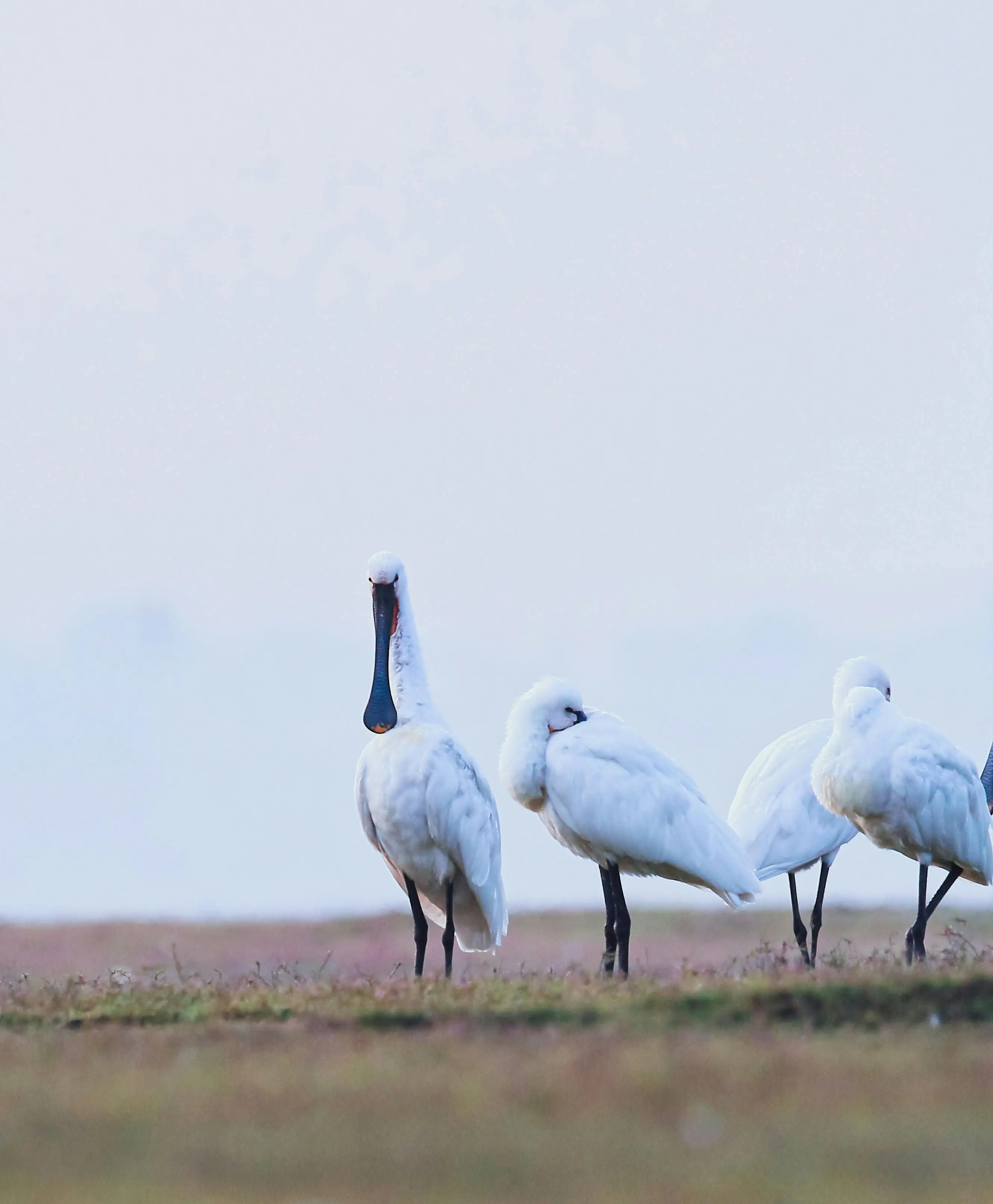 흰 깃털과 검은 부리를 가진 저어새들이 모여 서 있는 모습