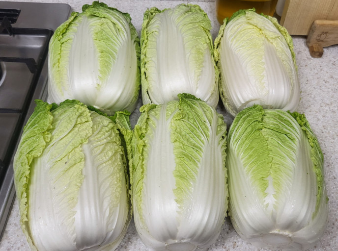 배추