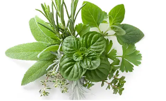 관절염과 허브·한방요법