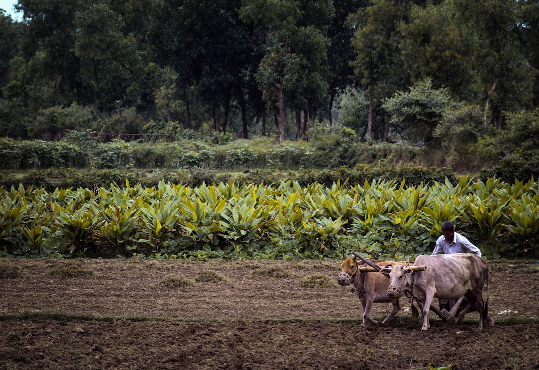 Agricultural land