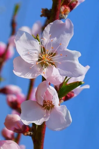 꽃 사진 접사 배경흐림 색 대비 순서대로 익히기_29