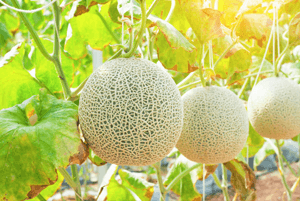 칸탈로프 멜론 효능05