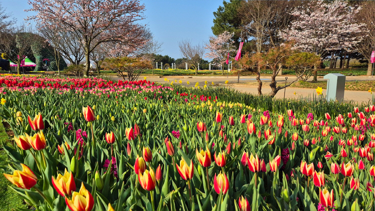 태안 튤립축제