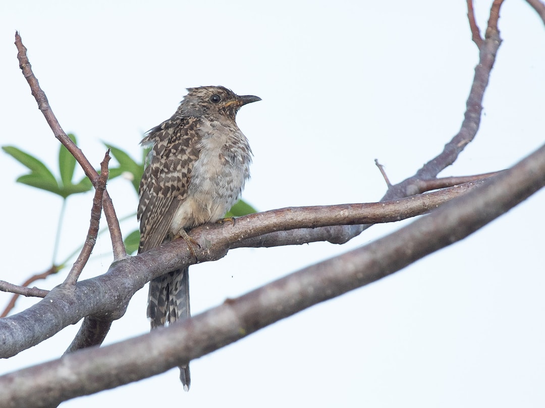Cuckoo
