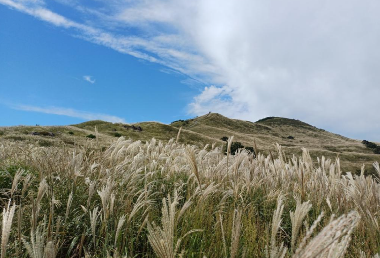 황매산 억새축제
