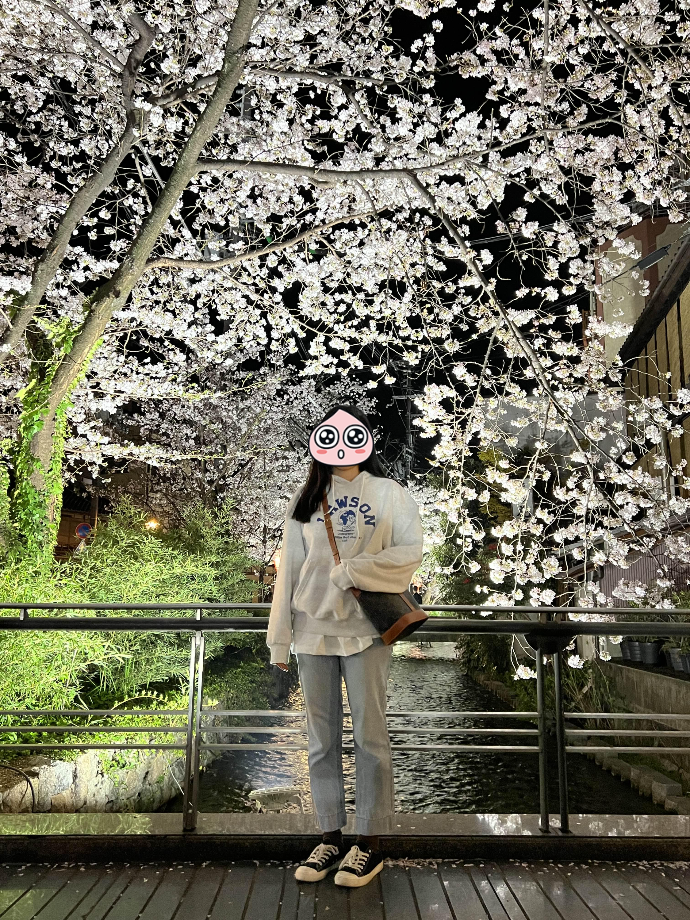 교토 기온 밤벚꽃구경 2023년 벚꽃 만개 시기