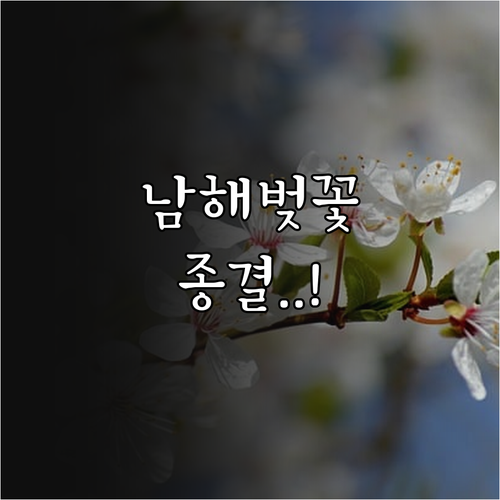2026 남해 벚꽃 만개 시기 및 설..