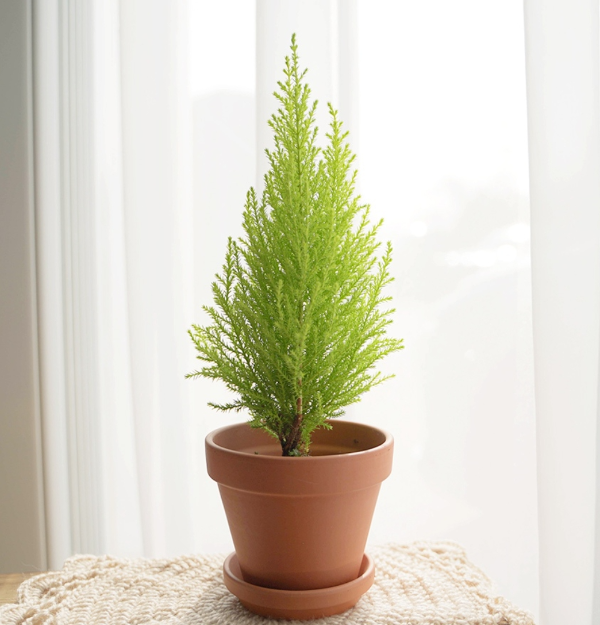 공기정화 식물 율마