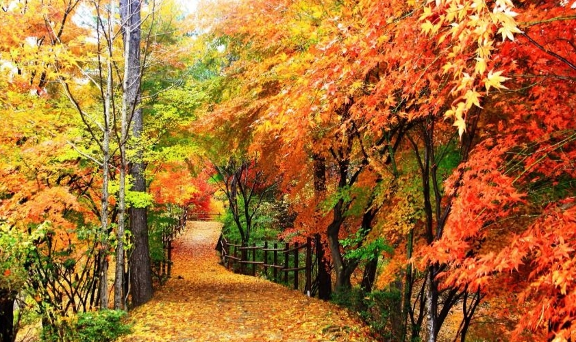 청남대 국화꽃 축제