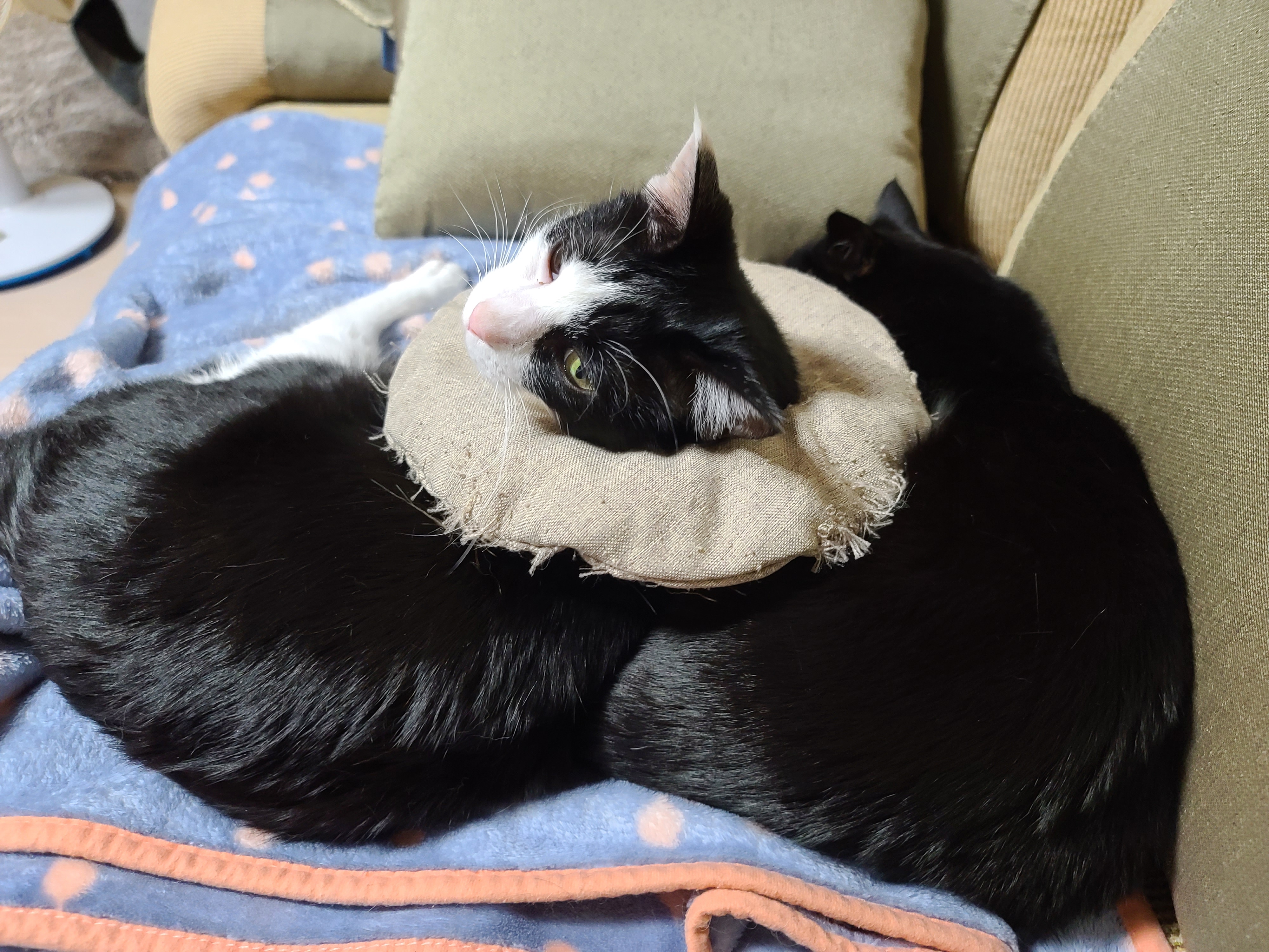 다정한 찐남매 건이랑 두리의 구조에서 현재까지의 간략한 스토리