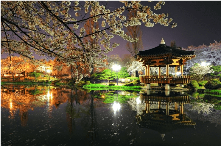 경주 벚꽃 개화 시기 및 축제 및 명소와 관련된 사진