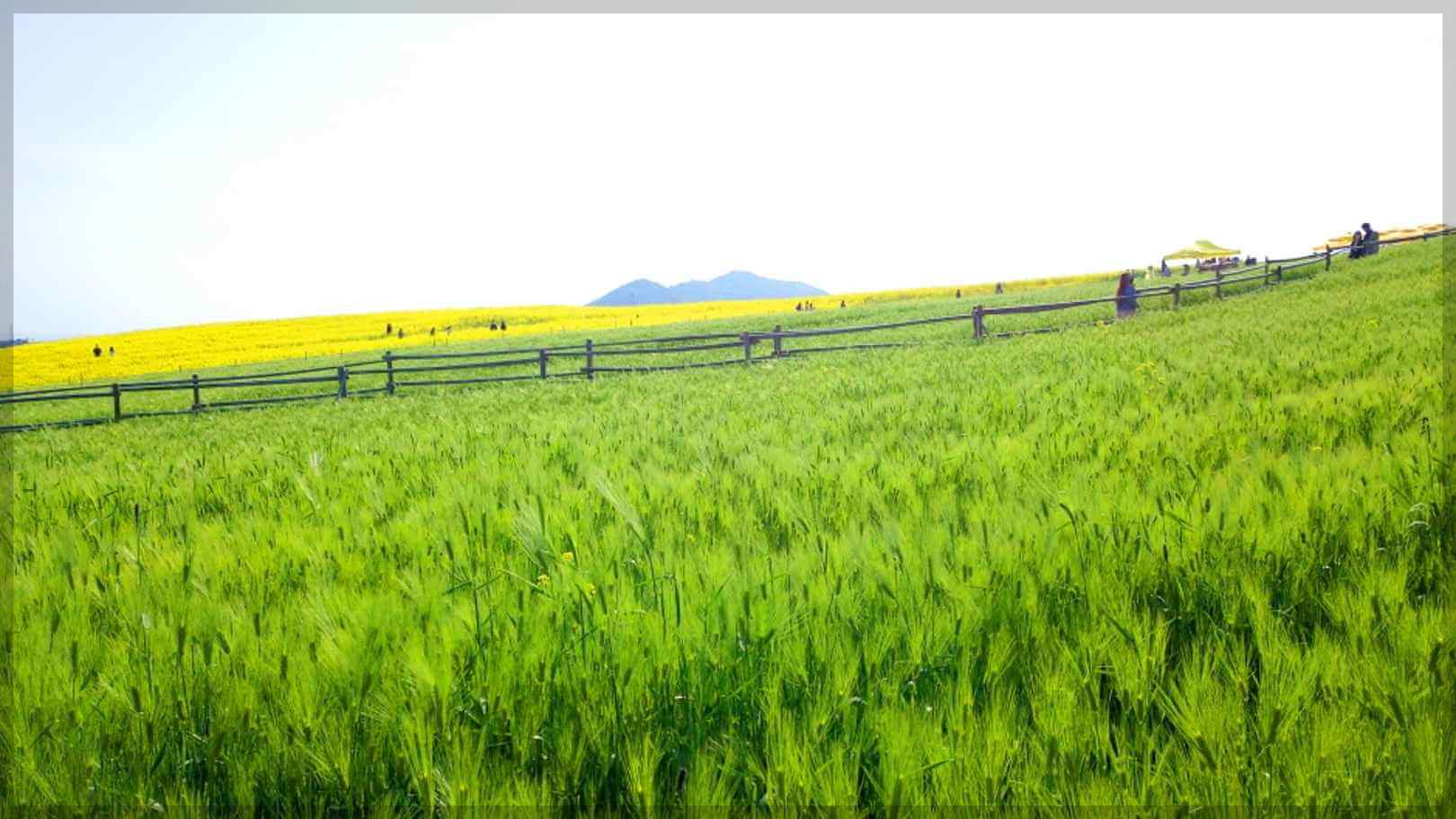 고창 청보리밭 축제 기간, 일정, 주변 관광지, 주차장 정보