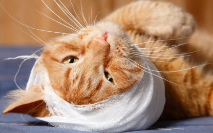 담요에 들어있는 고양이.