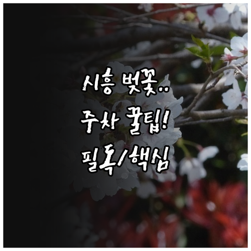 2026년 시흥 벚꽃 일정 및 갯골생..