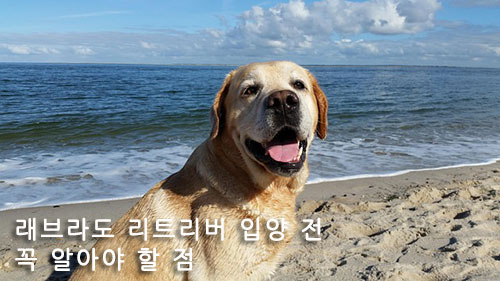 래브라도 리트리버 입양 전 꼭 알아야 할 점
