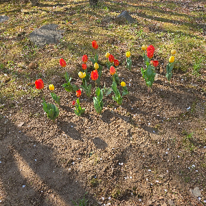 여백에서 숲으로