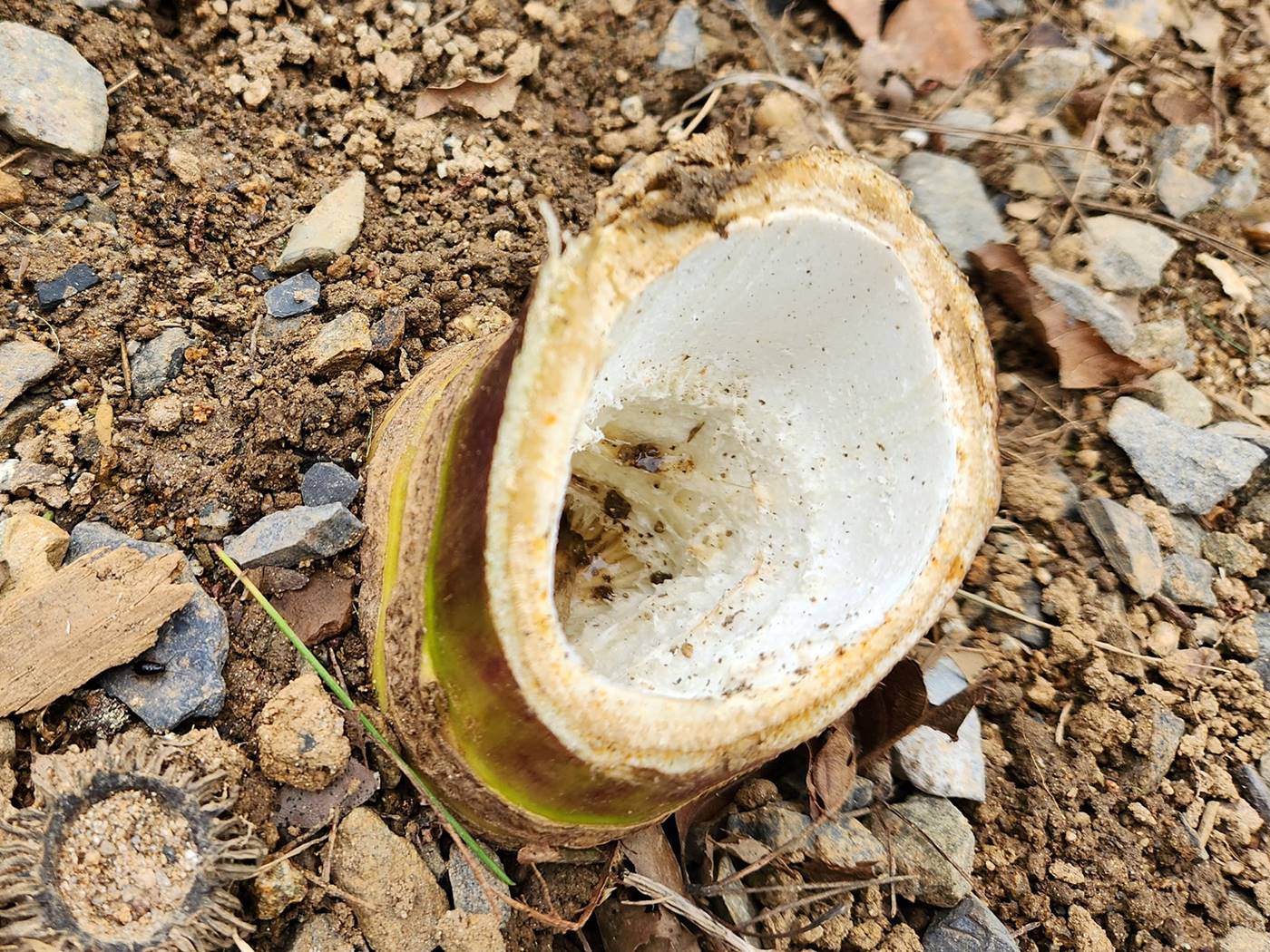구릿대