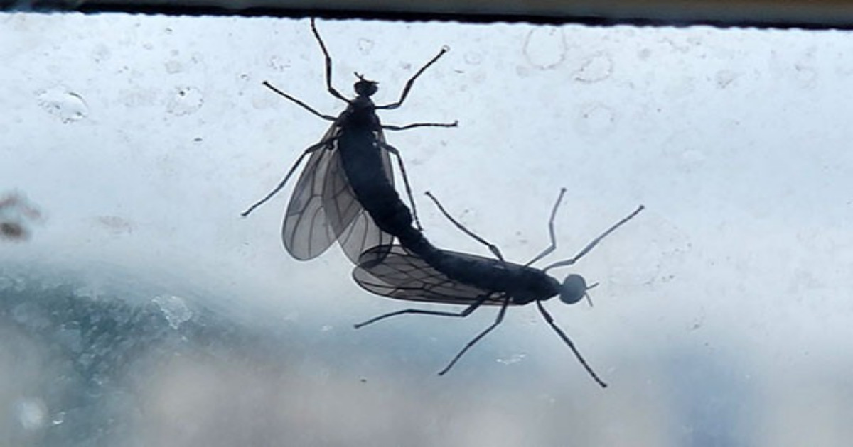 러브버그 효과적인 퇴치 및 예장