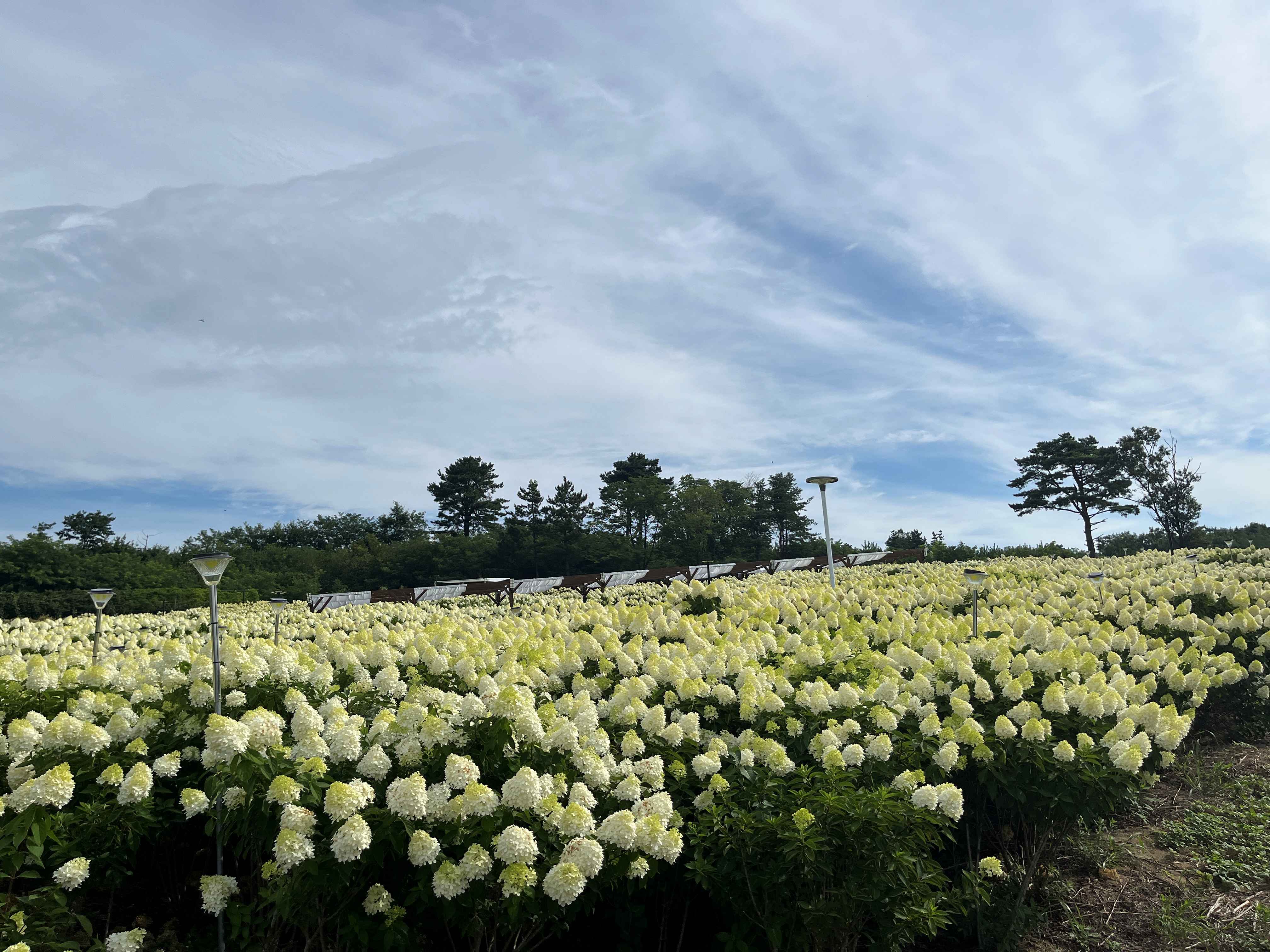 속초 영랑호 수국축제 속초수목농원