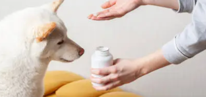 반려동물의 대마제품 이용하기