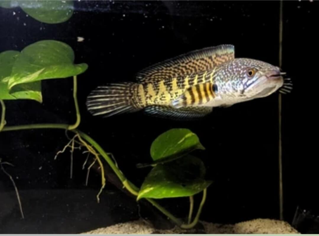 찬나 종류 중 아우란티라고 불리는 물고기