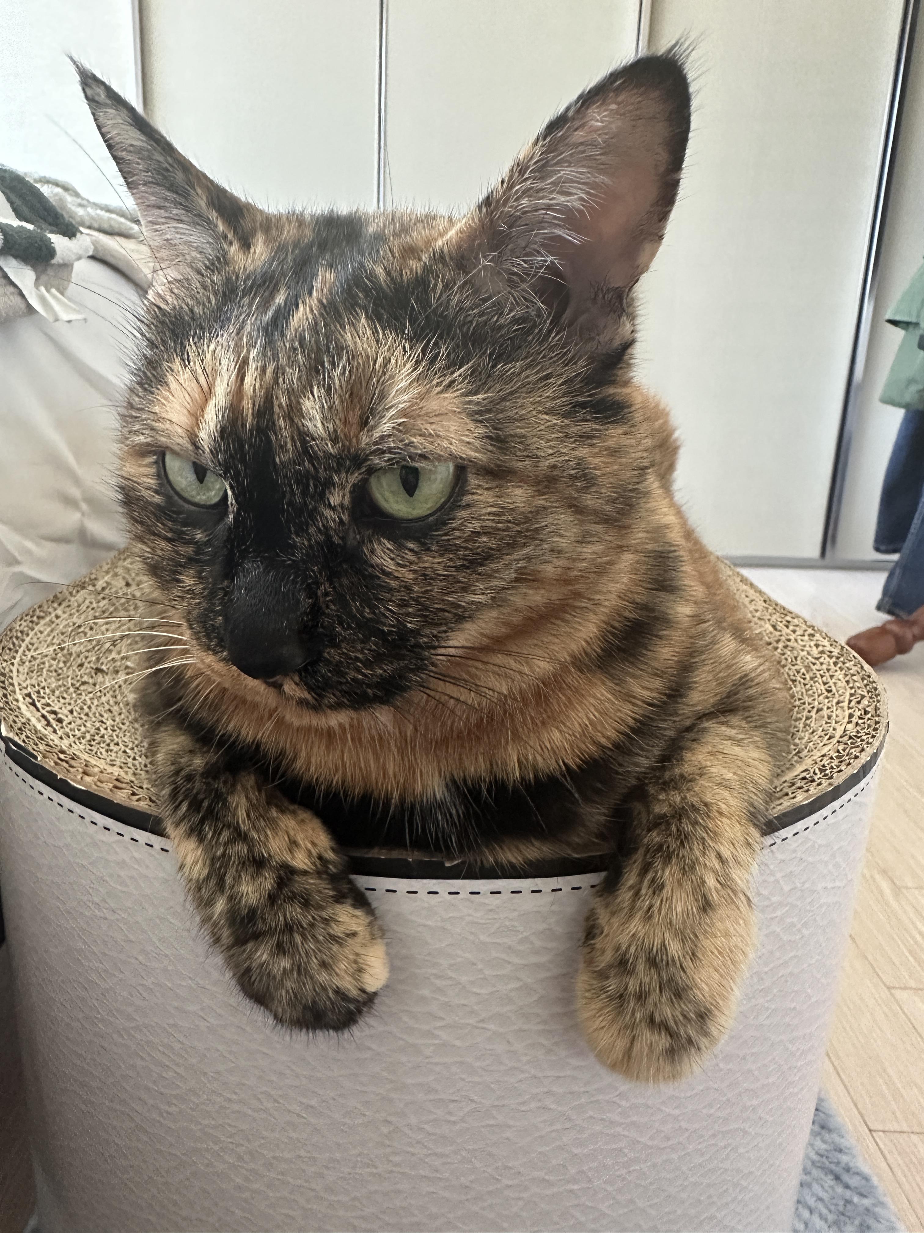 수다냥이_사랑이