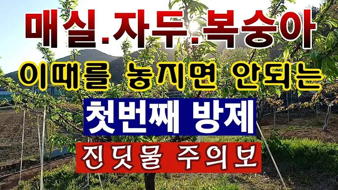 매실 재배 적과 타이밍 병충해 방제 수확 저장_7