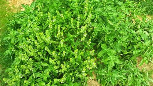 바질-키우기-순지르기-적심-파종시기-수확시기