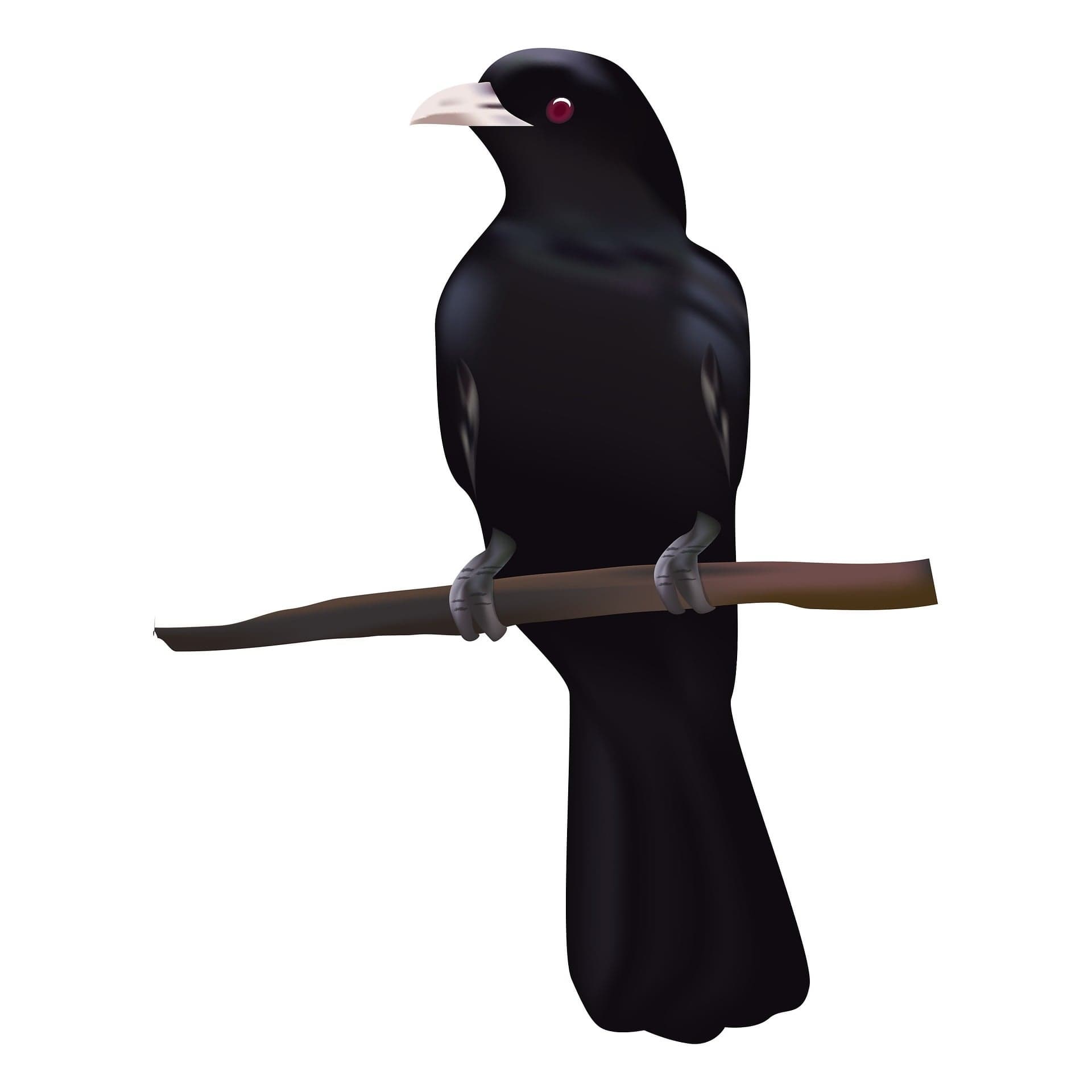 Black Bird