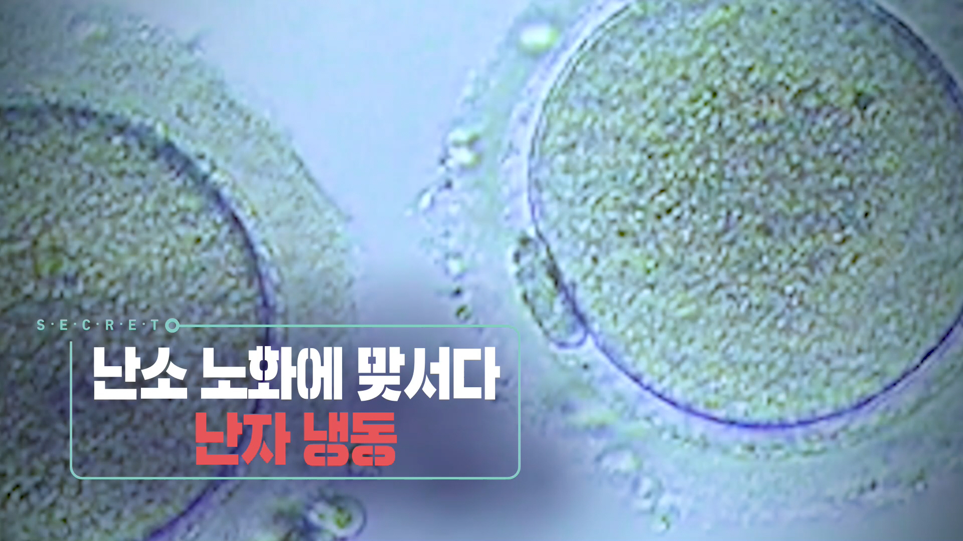 KBS 생로병사의 비밀 836회 난소 노화에 맞서다, 난자 냉동 방법 오늘방송 다시보기 정보