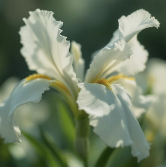 붓꽃 꽃말과 색상별 의미 총정리