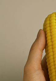 초당옥수수 삶는법