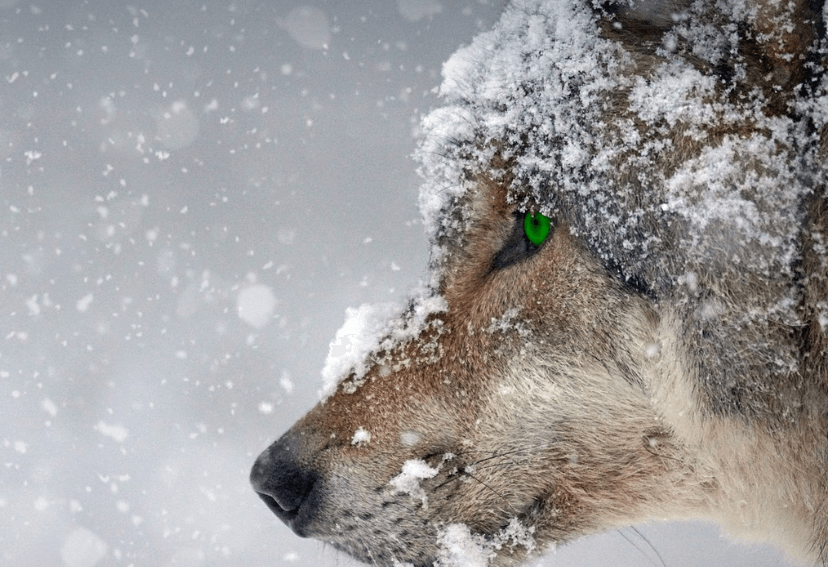 늑대 꿈 해몽 풀이