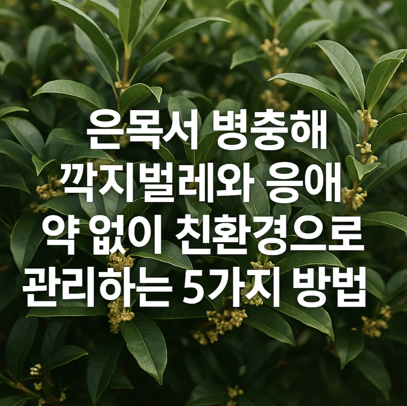 은목서 병충해, 깍지벌레와 응애 약 없이 친환경으로 관리하는 5가지 방법