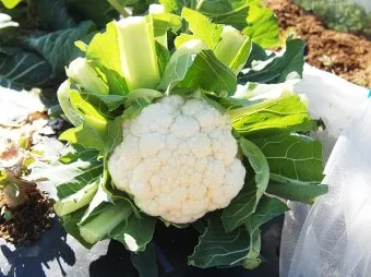 컬리플라워 재배 정식 후 관수 방풍 대책 영양 관리_32