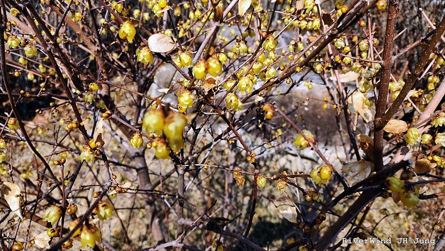 존처럼 매잘린 노랑 봄꽃