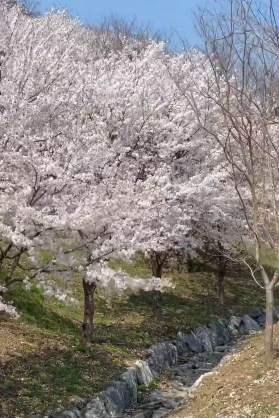 숨은 벚꽃명소 / 2024 충청도 벗꽃명소 벚꽃여행