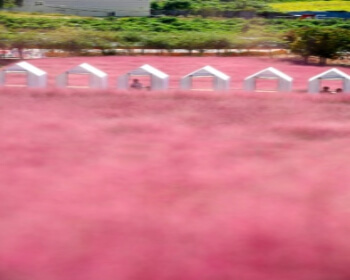 고창 핑크뮬리 축제_12