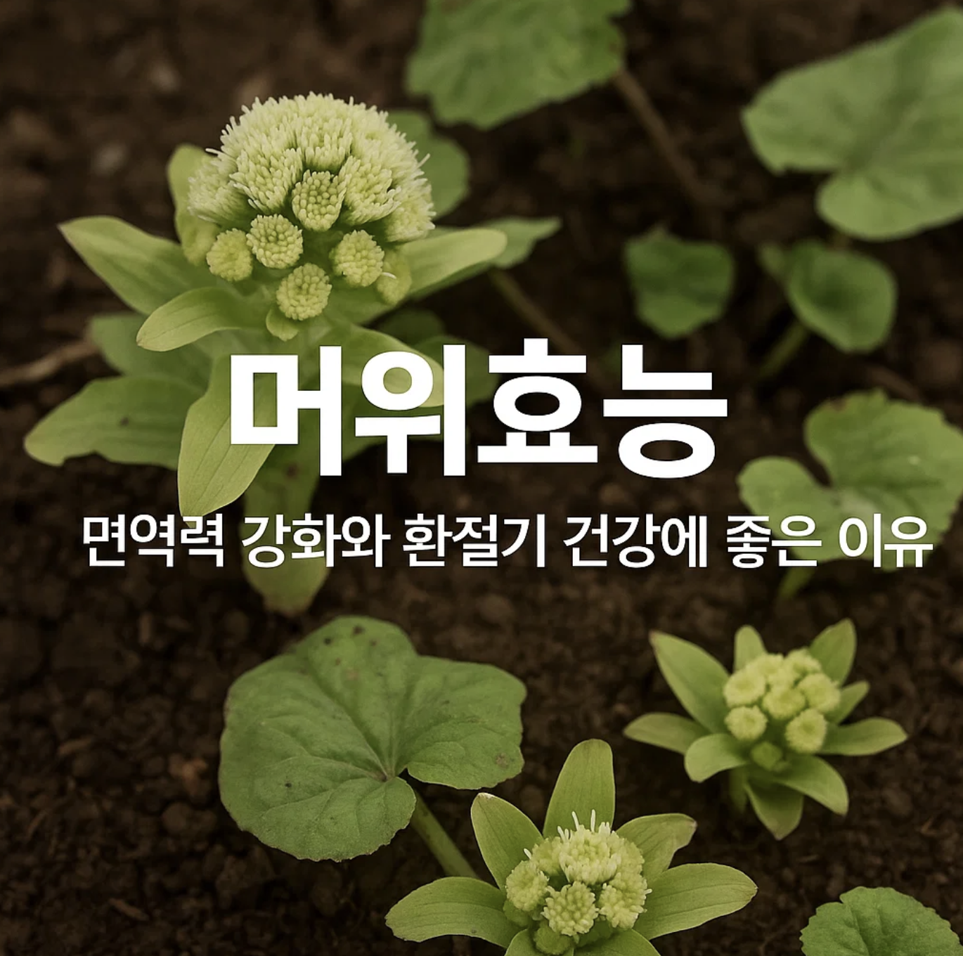 머위효능 면역력 강화와 환절기 건강에 좋은 이유