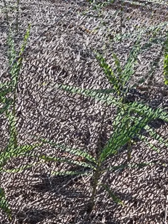 여름 고온기 관리 차광망 환기 관수 병해 예방 루틴_4