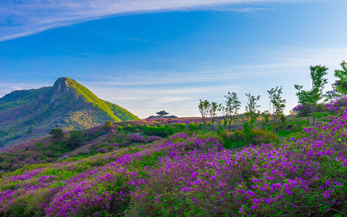 황매산 철쭉제