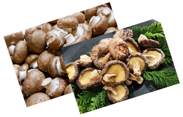 면역력을 높이는 버섯의 비밀: 베타글루칸