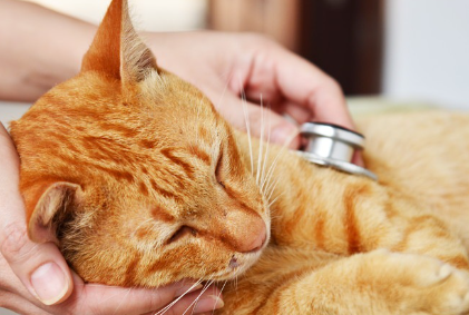 청진기를 댈 수 있는 갈색 호랑이 고양이.