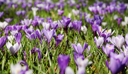 화담숲-예약-방법