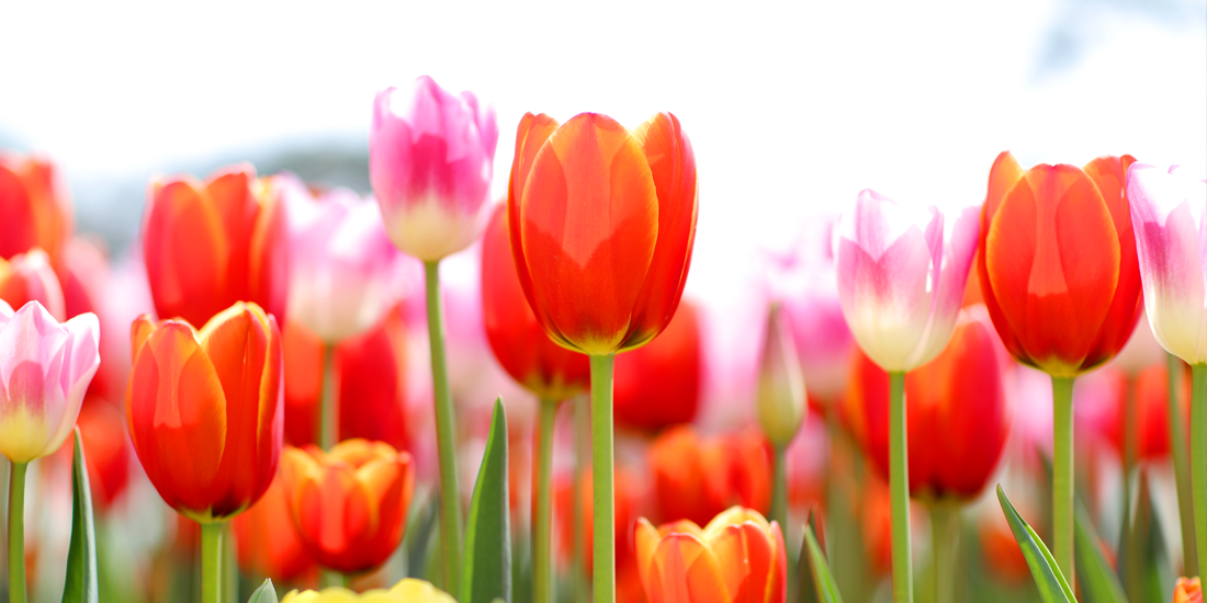태안 튤립축제(태안 세계튤립꽃박람회) 정보 총정리