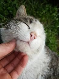 고양이 피부병 이유