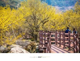 구례 산수유꽃축제