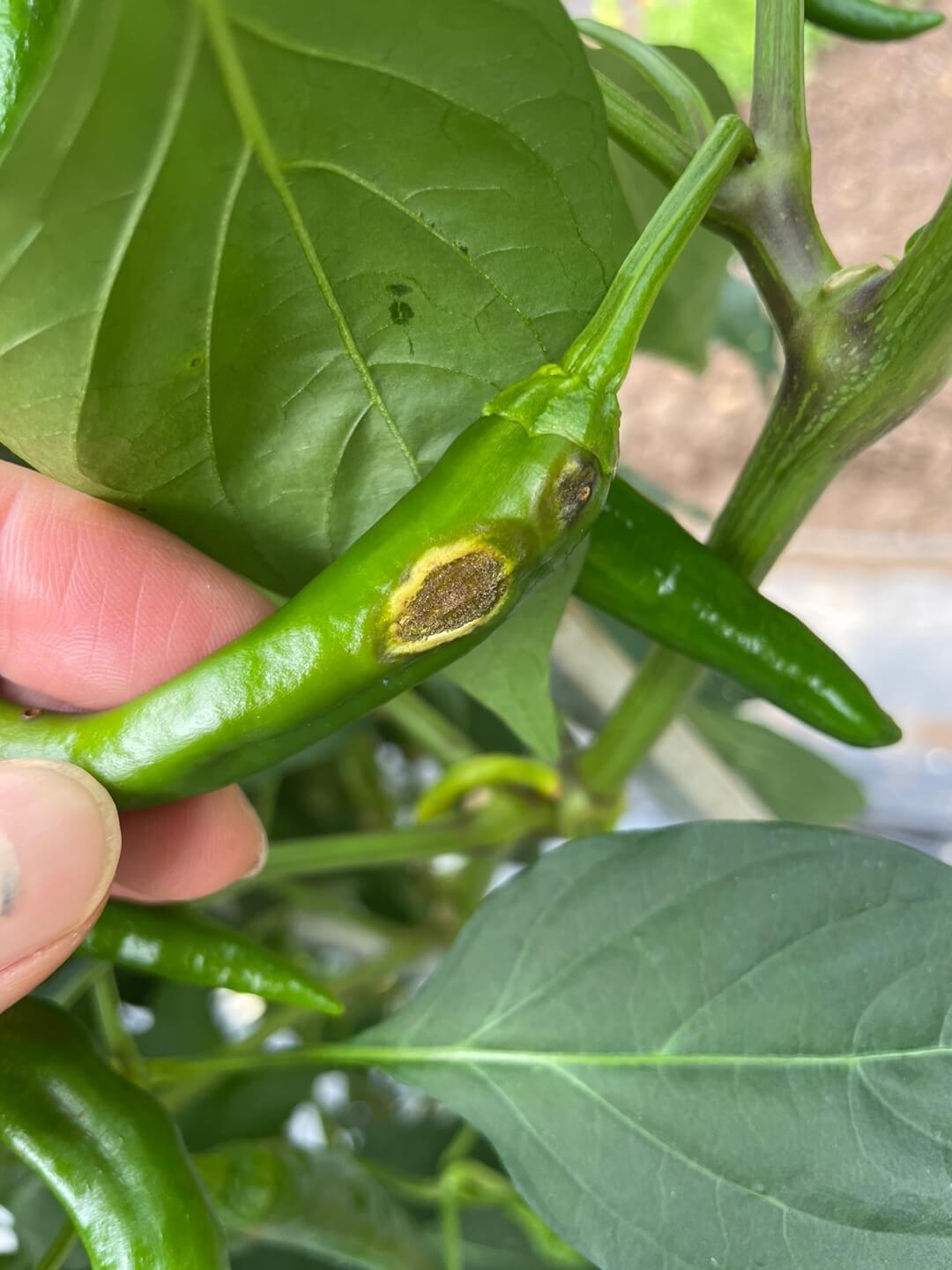 탄저병에 걸린 고추 2