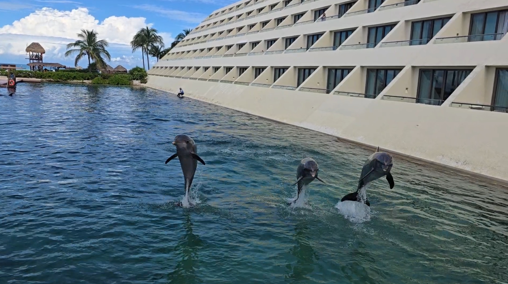 하얏트-지바-칸쿤-돌고래