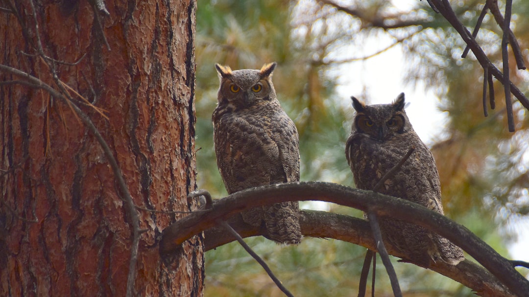 Pair
